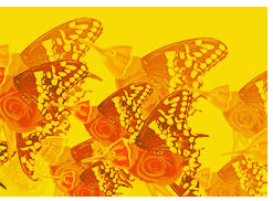 butterflies